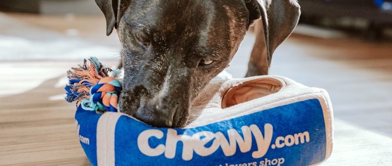 Cão no SPA