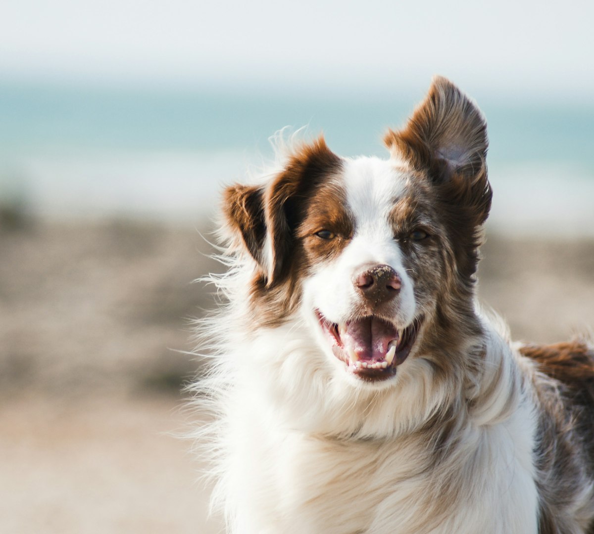 Cão feliz